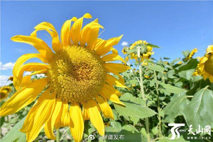 沙漠边万亩向日葵绽放