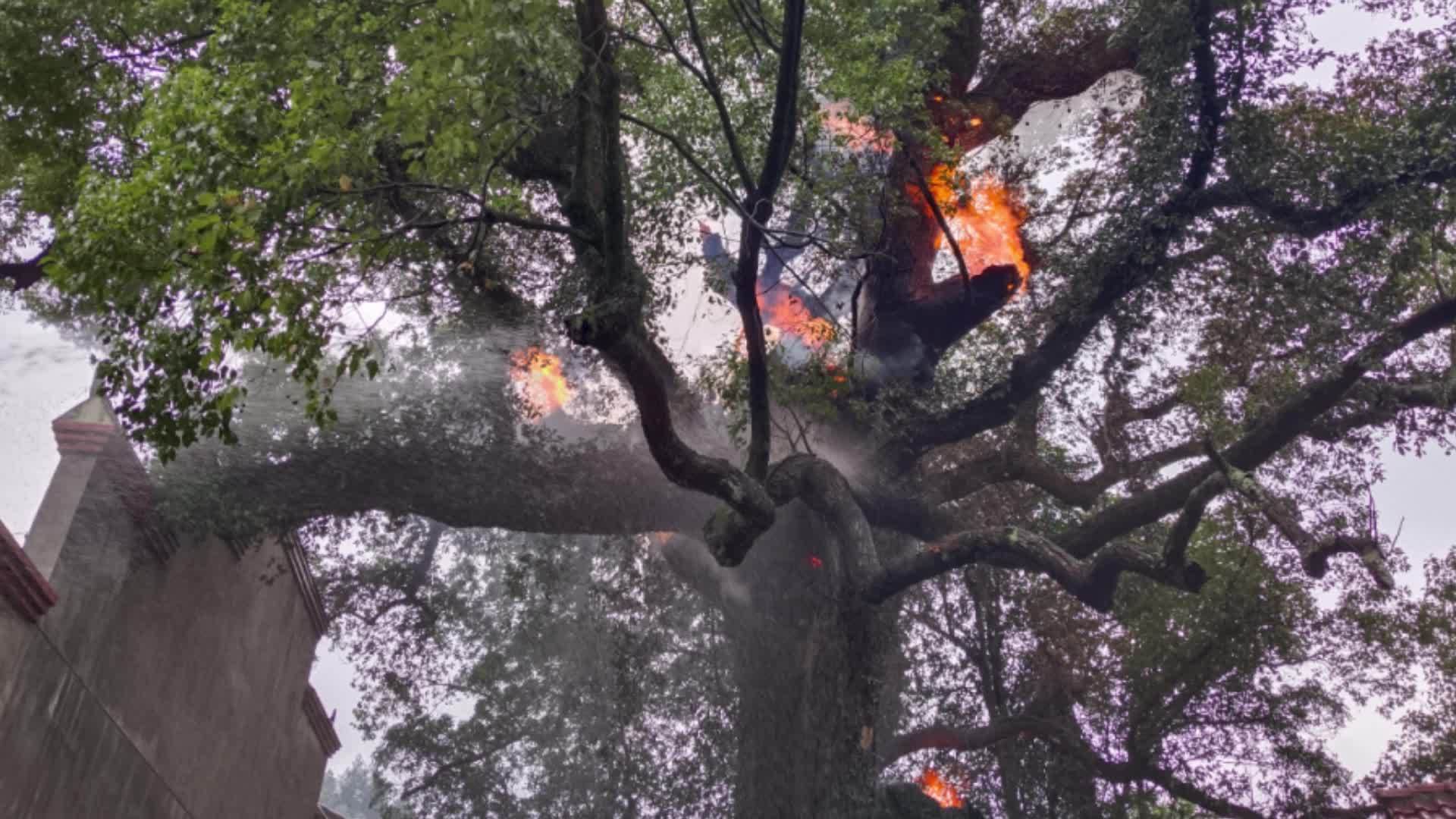 400年古树被村民烧毁，当地回应的背后