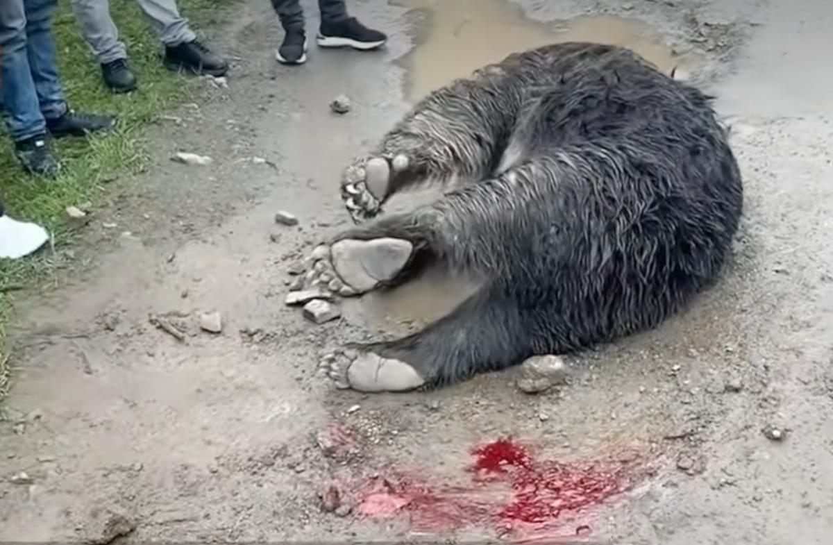 四川一藏马熊从山上摔落受伤死亡，自然与生命的脆弱