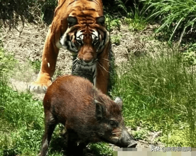 猛虎vs猪王视频直播，一场让全网沸腾的丛林对决