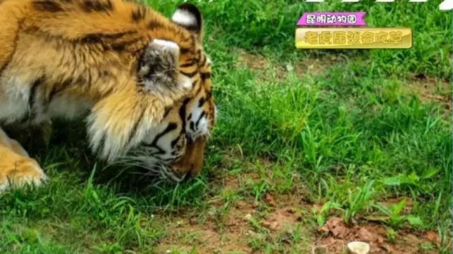 老虎瘦成纸片还吃草，园方回应引发的社会关注