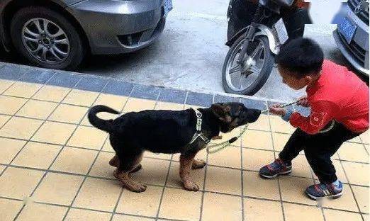主人解开狗绳，两狗失控致路人惨死