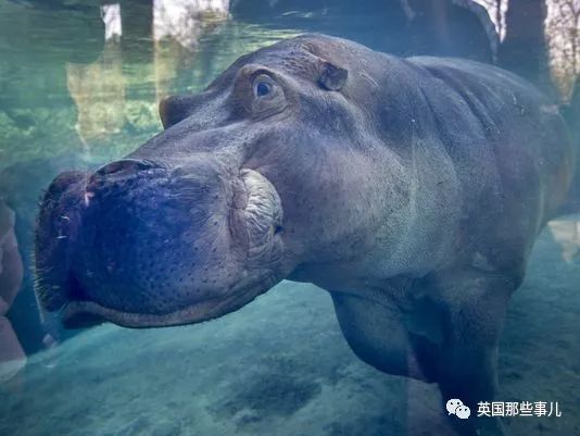 河马公主vs直播视频，当童话流量撞上算法现实