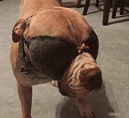比特犬vs猴子视频直播，这场跨界对决到底谁赢了？