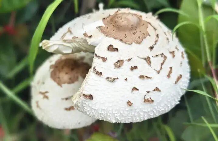 老人误食毒蘑菇，一场意外的音乐疗愈之旅