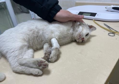 博主热熔拼豆致小猫中毒离世，一次意外的教训