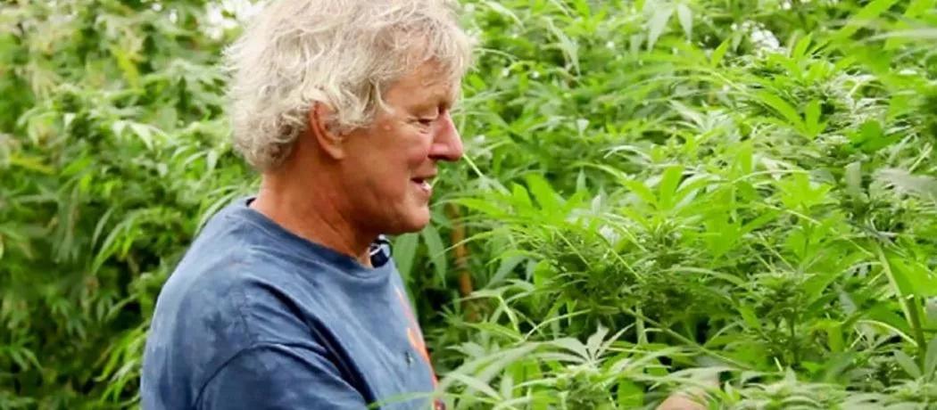 问一下 这个是大麻吗？——关于大麻的真相与误解