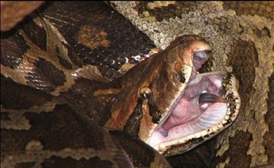缅甸蟒vs毒蛇视频直播,一场真实版生死对决背后的故事 缅甸蟒vs毒蛇视频直播,一场真实版生死对决背后的故事