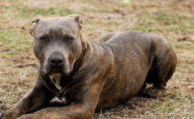狼vs比特犬视频直播，一场不该发生的战斗，我们到底在看什么？